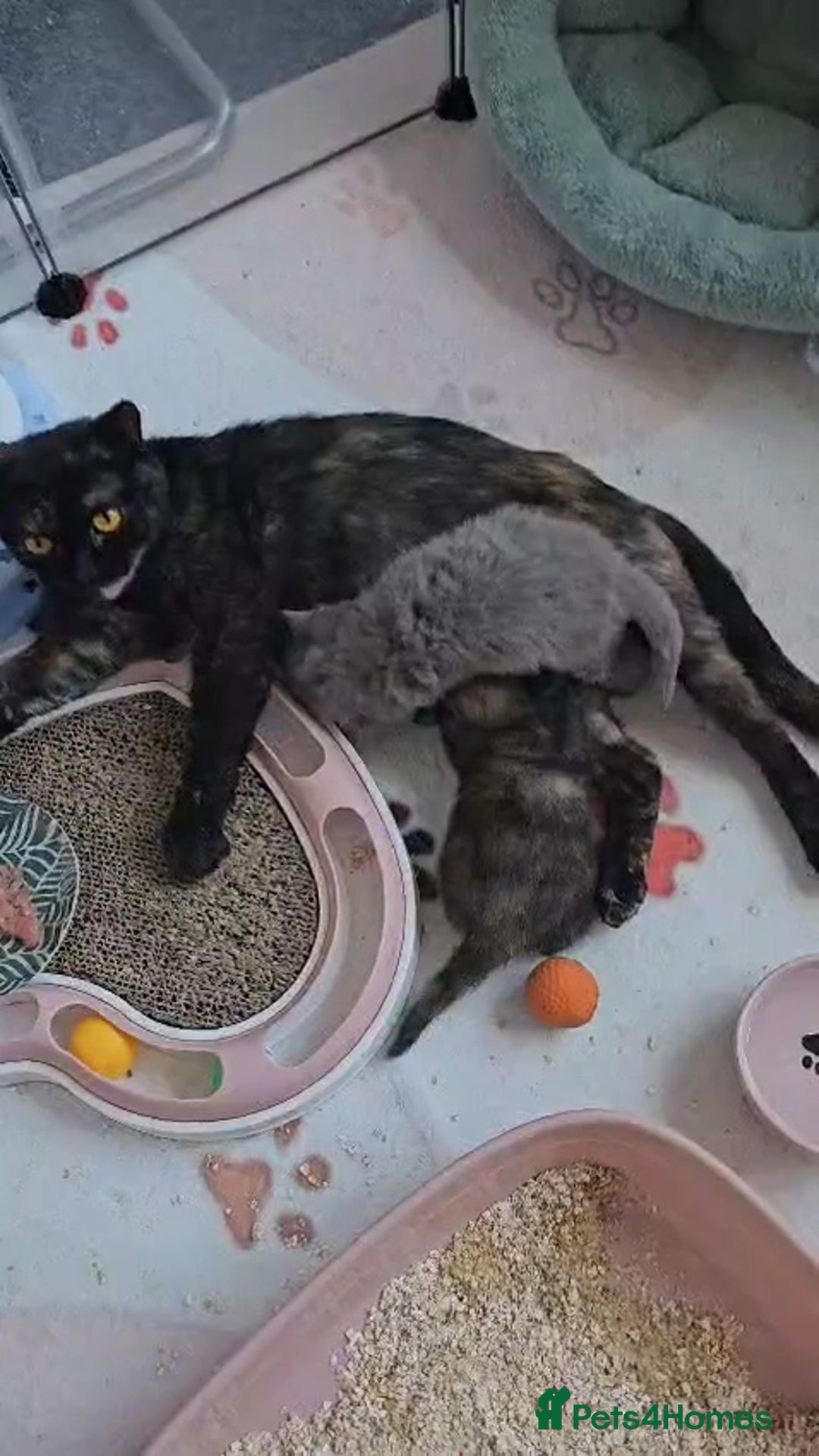 British Shorthair cats for sale: 2 Gorgeous BSH kittens - Image 2
