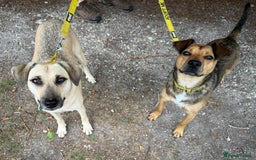 Mixed Breed dogs for adoption: Hermina looking for her home in Salisbury - Image 12