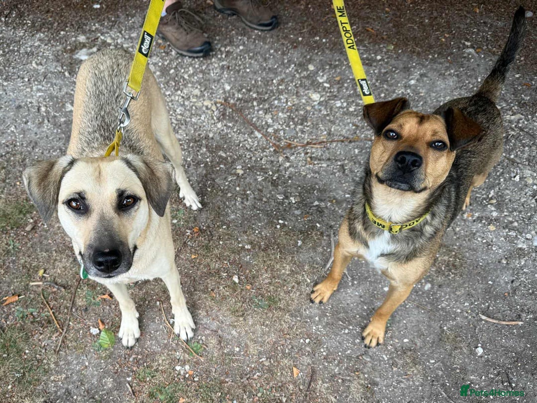 Mixed Breed dogs for adoption: Hermina looking for her home in Salisbury - Image 12