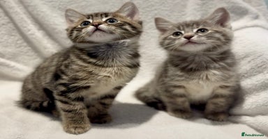 British Shorthair cats - Advert 7