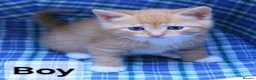 Mixed Breed cats for sale: Beautiful Ginger kittens - Advert 4