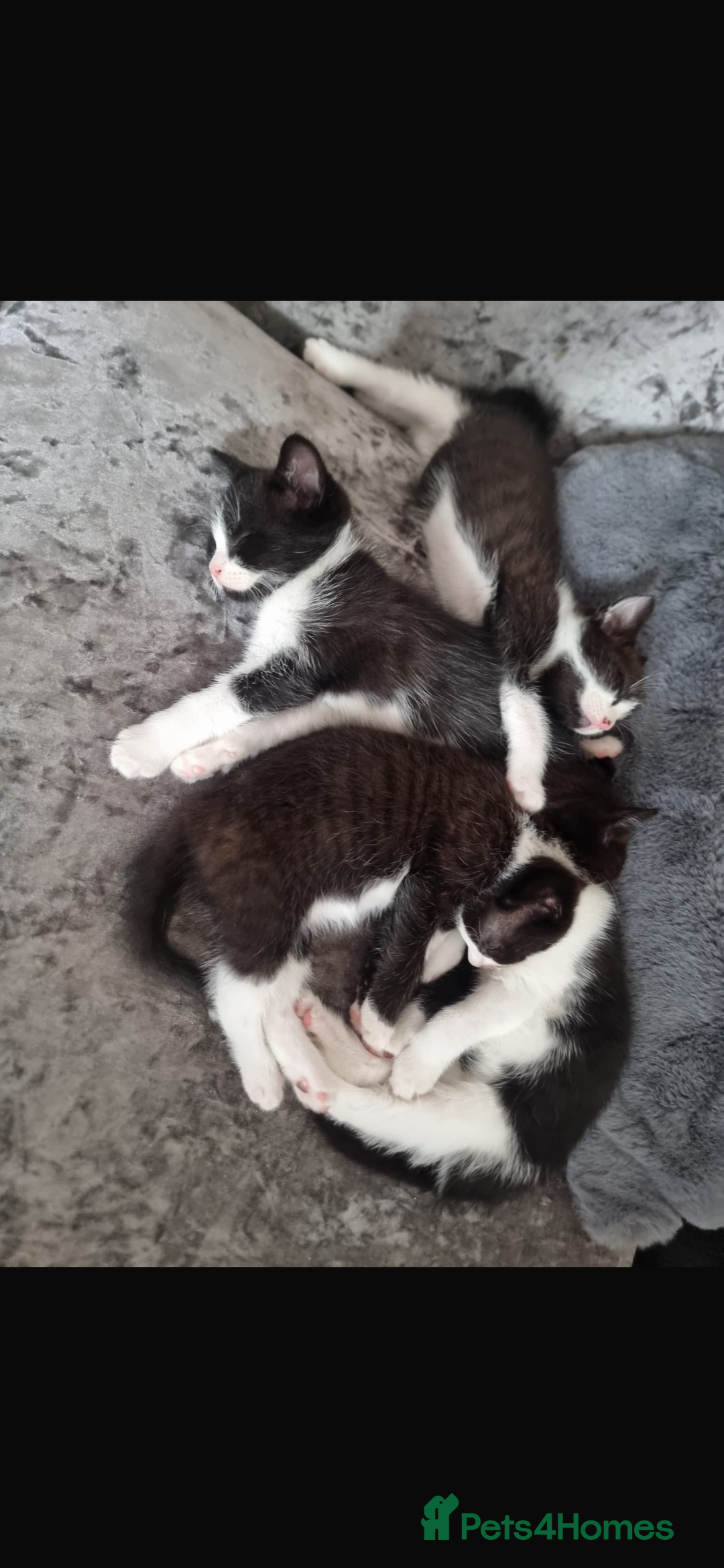 Mixed Breed cats for sale: Kittens need a forever home  - Image 9