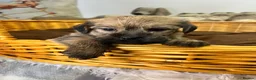 Mixed Breed dogs for sale: Stunning Norjacks - Advert 4