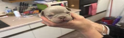 French Bulldog dogs for sale: French bulldog puppies ready to leave in 1 week - Advert 9