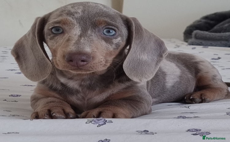 Dachshund dogs - Advert 4