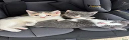 Mixed Breed cats for sale: Beautiful Calico and bicolour Kittens!! - Advert 13
