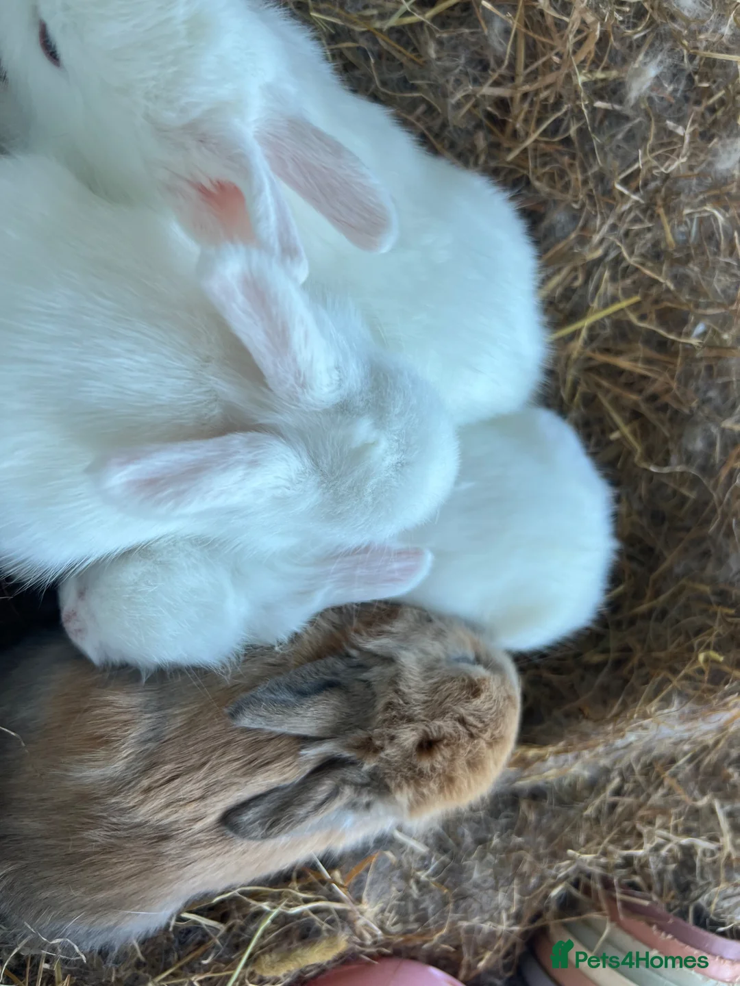 Lionhead rabbits for sale: beautiful lion head babies  - Advert 4