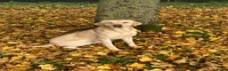 Labrador Retriever dogs for sale: Chunky Labrador puppies - Advert 6