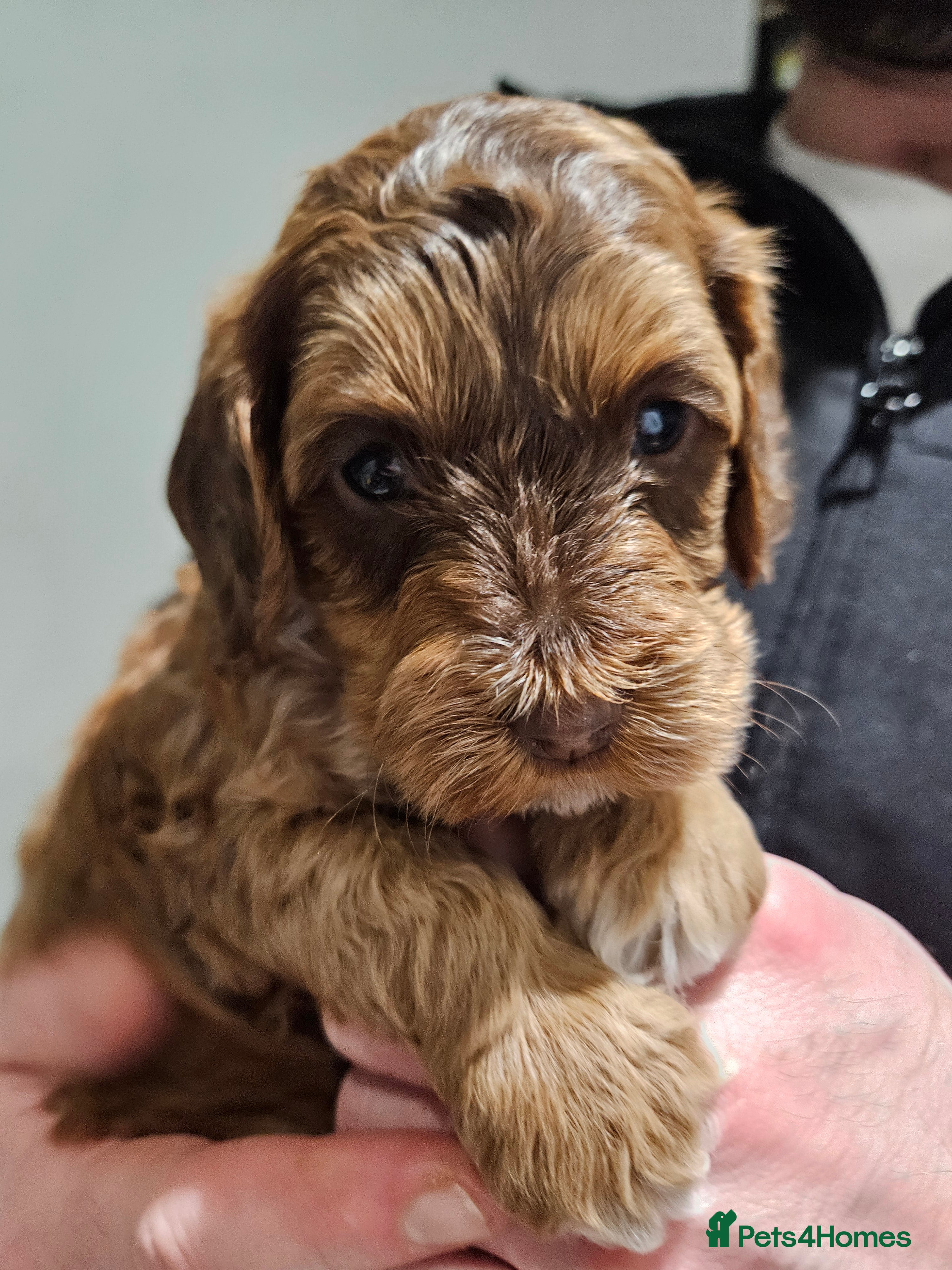 Cockapoo dogs F3b Cockapoo Puppies – DNA health tested - Advert 17