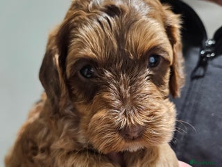 Cockapoo dogs F3b Cockapoo Puppies – DNA health tested - Advert 17