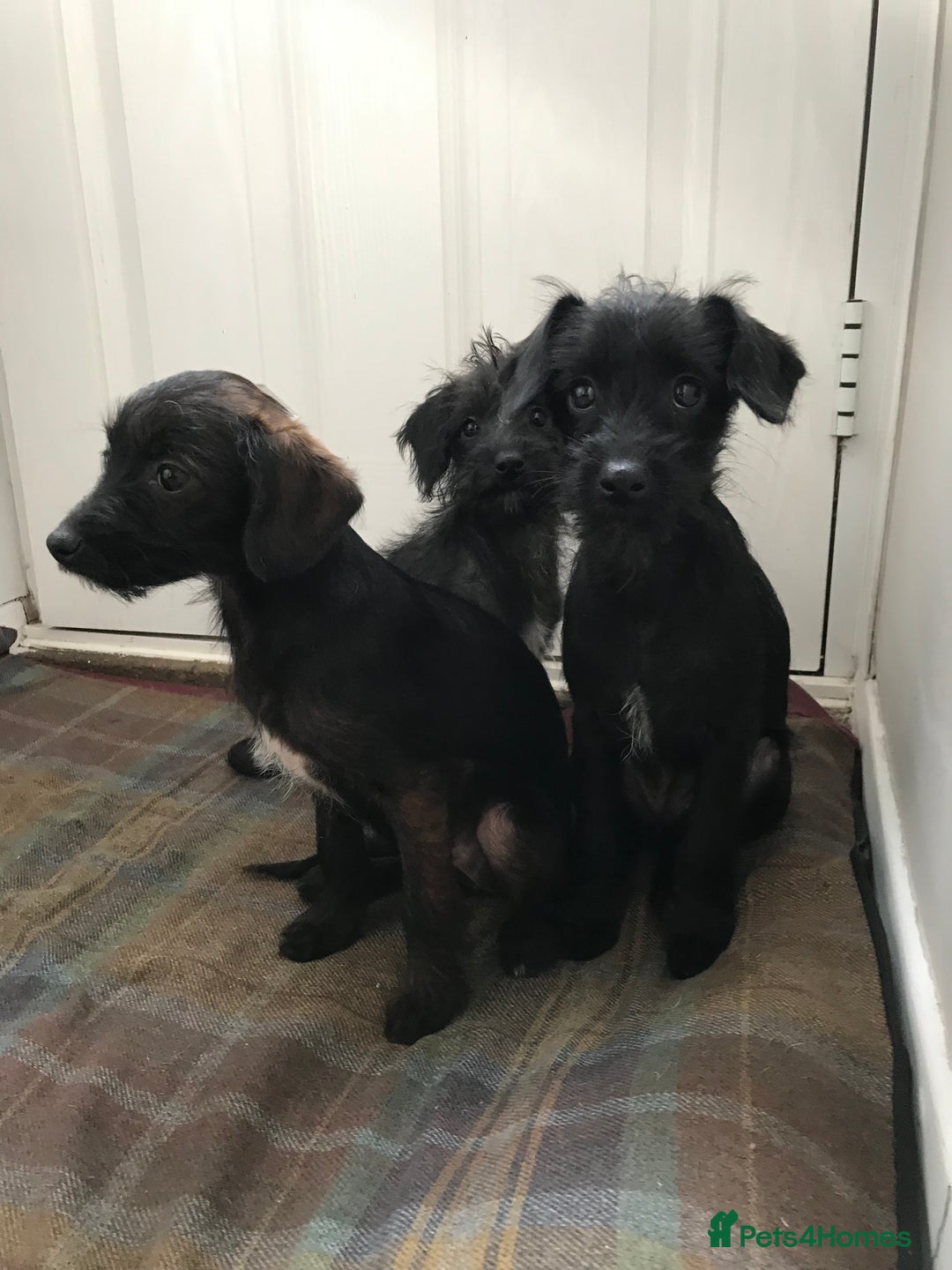 Mixed Breed dogs for sale: Bedlington whippet Italian grayhound x  - Advert 17