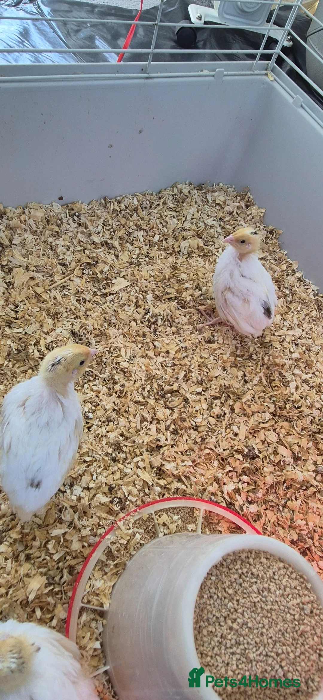Mixed Breed birds for sale: White coturnix quails  - Advert 1