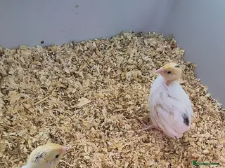 Mixed Breed birds White coturnix quails - Advert 1