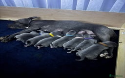 Staffordshire Bull Terrier dogs for sale: !!! Blue Staffordshire bull terriers !!! - Image 13
