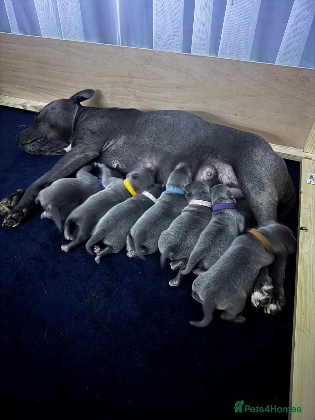 Staffordshire Bull Terrier dogs for sale: !!! Blue Staffordshire bull terriers !!! - Image 13