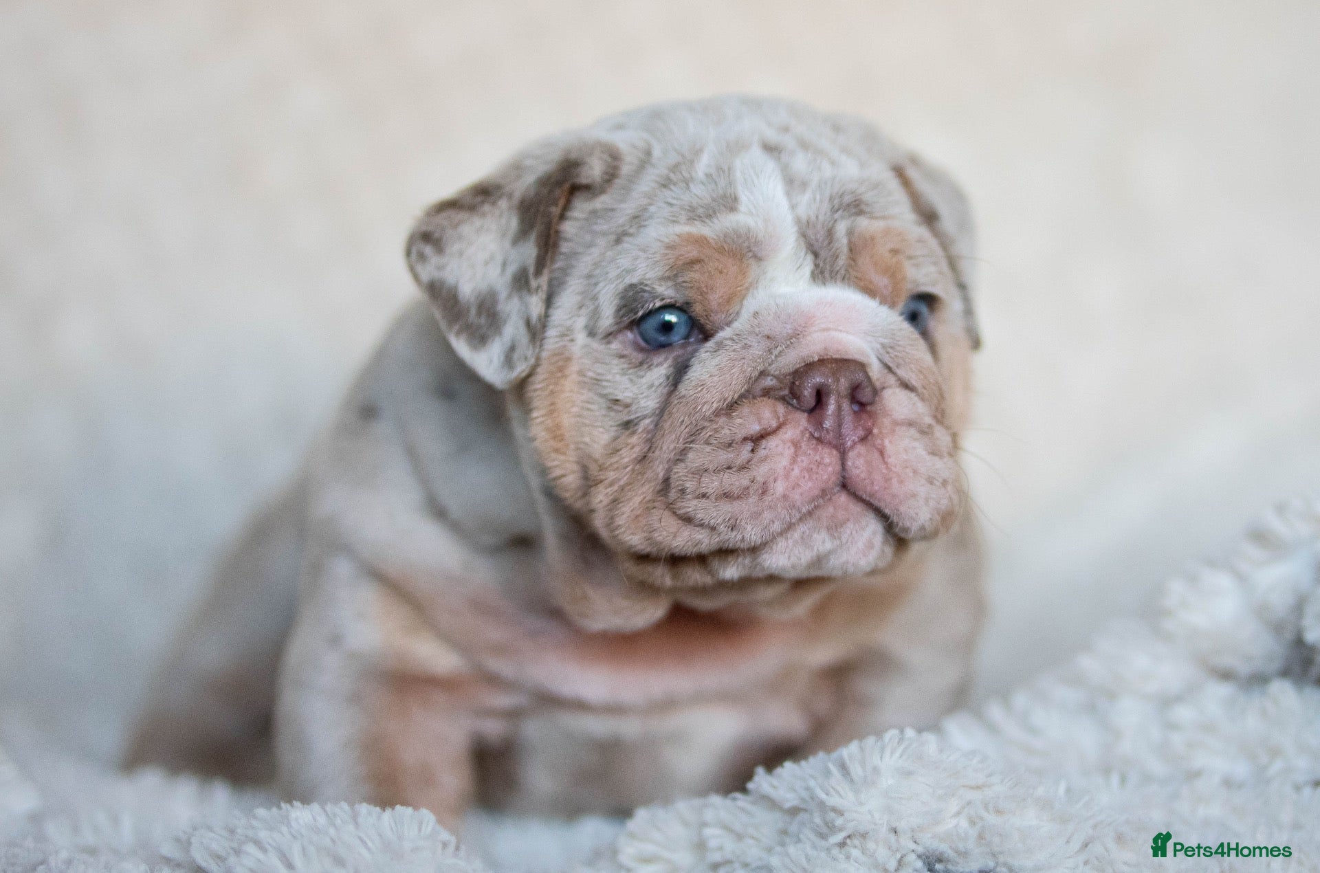 English Bulldog dogs English bulldog puppies ready to leave  - Advert 1