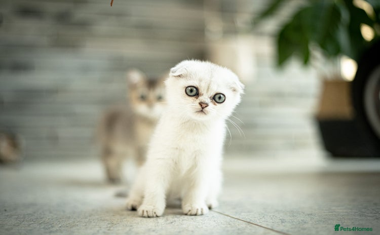 Scottish Fold cats in Barnet - Advert 12