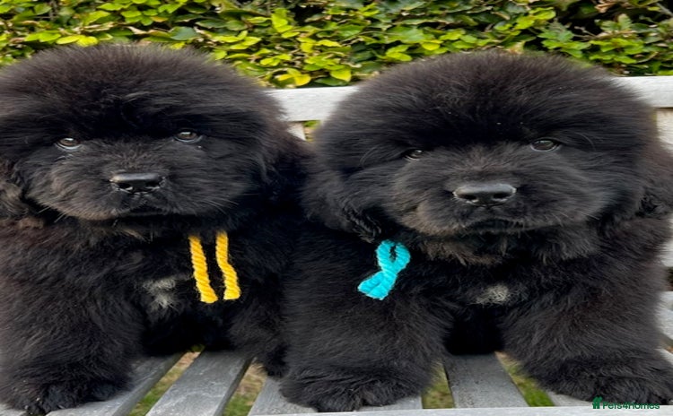 Newfoundland dogs - Advert 8