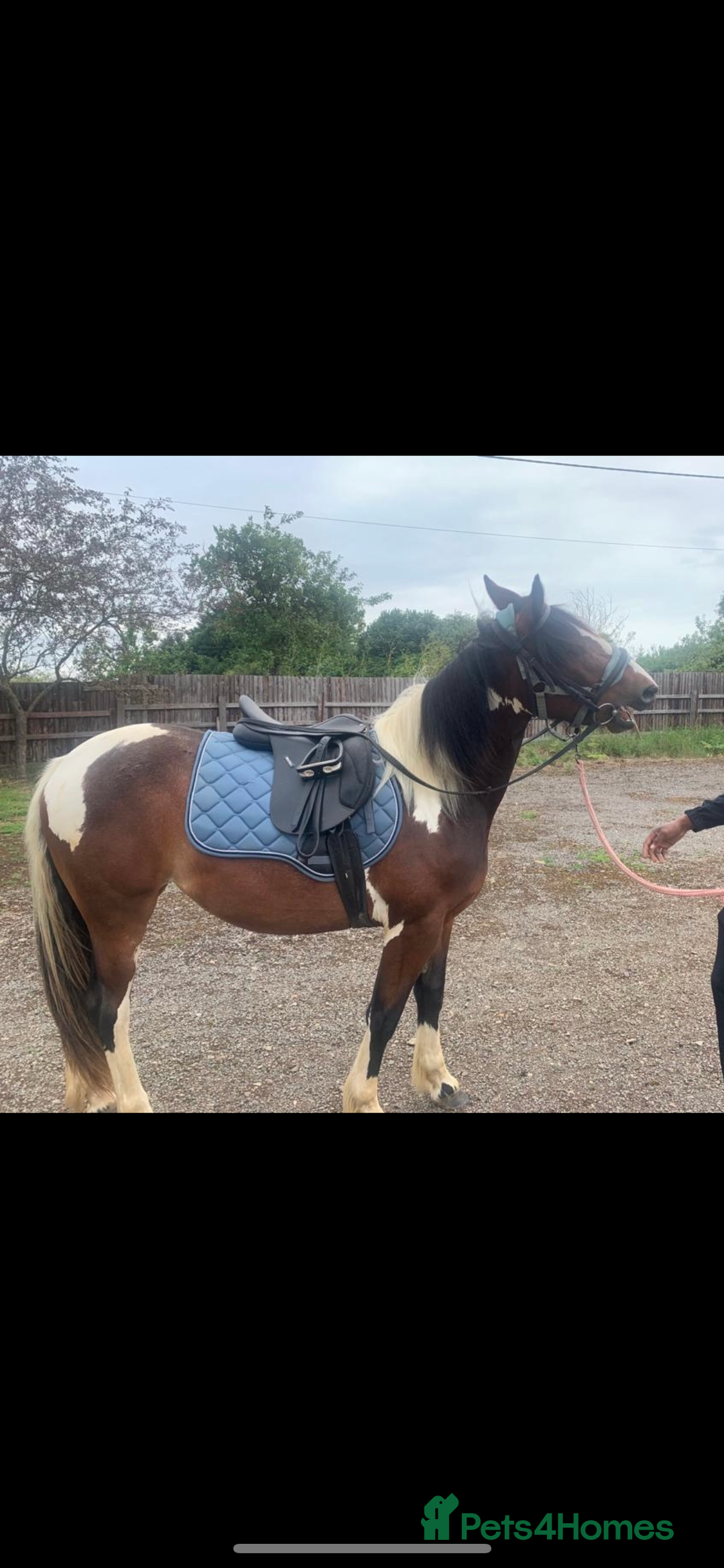 Other Breed horses for sale: Pony for sale - Advert 4