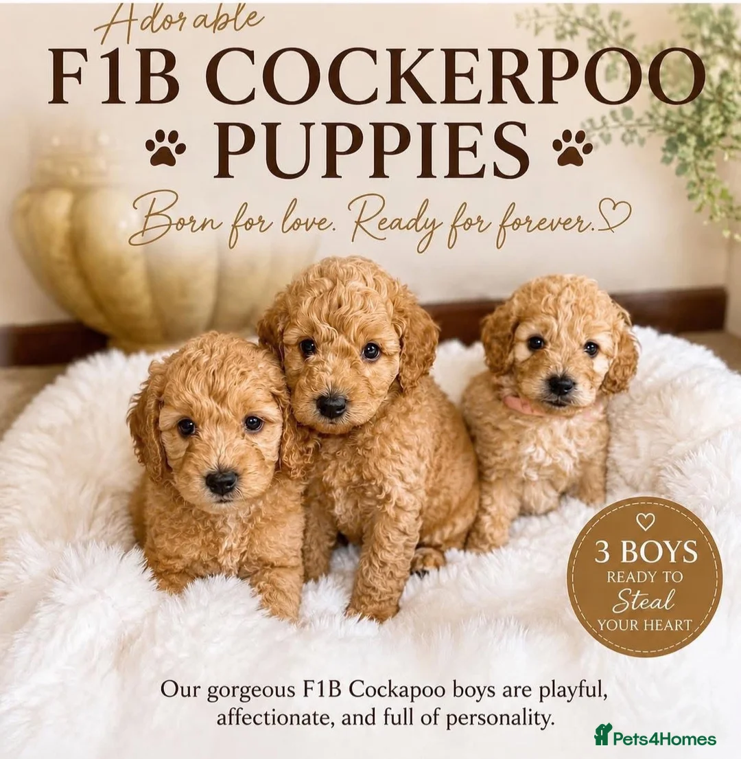 Cockapoo dogs for sale: Beautiful F1B in Porth - Advert 1