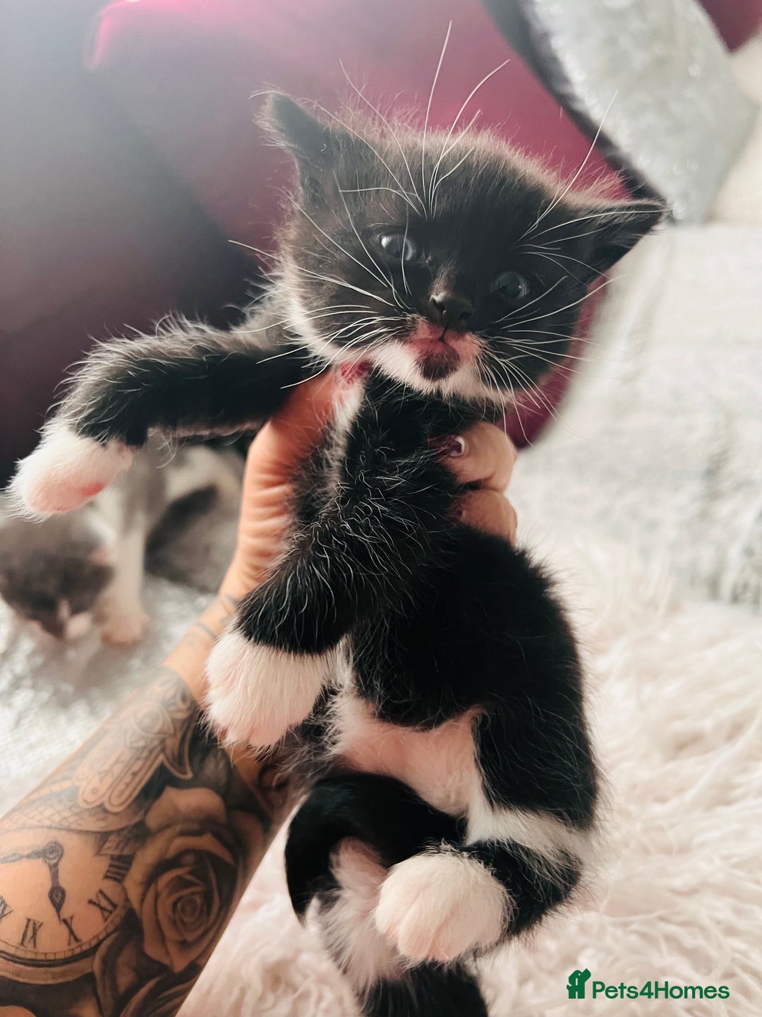 Mixed Breed cats for sale: Calico British Kittens – Home Raised – £350 Each - Advert 4