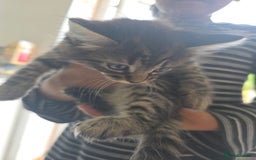 Mixed Breed cats for sale: 4 wonderful kittens, tabby and cute - Image 4