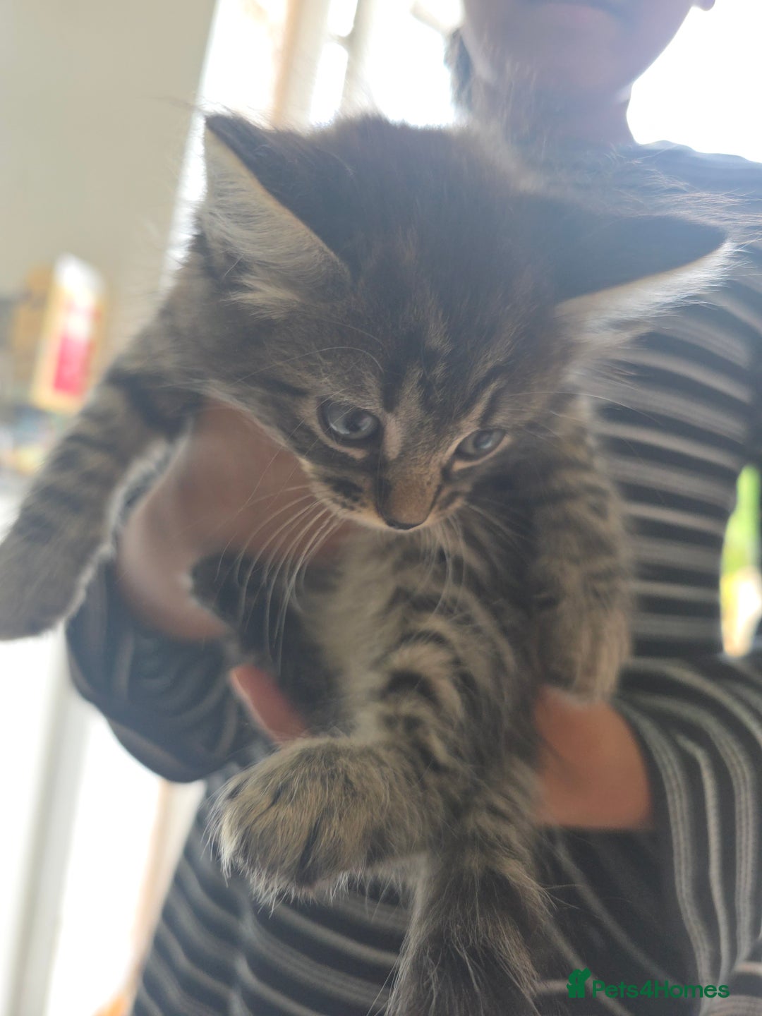 Mixed Breed cats for sale: 4 wonderful kittens, tabby and cute - Image 4