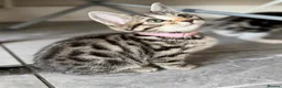 Bengal cats for sale: Beautiful Kittens ready for forever homes. - Advert 12