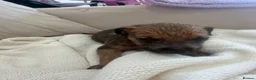 Mixed Breed dogs for sale: Bull hound puppies in London - Advert 26