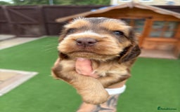 Cocker Spaniel dogs for sale: KC REGISTERED SHOW-TYPE COCKERS - Image 9