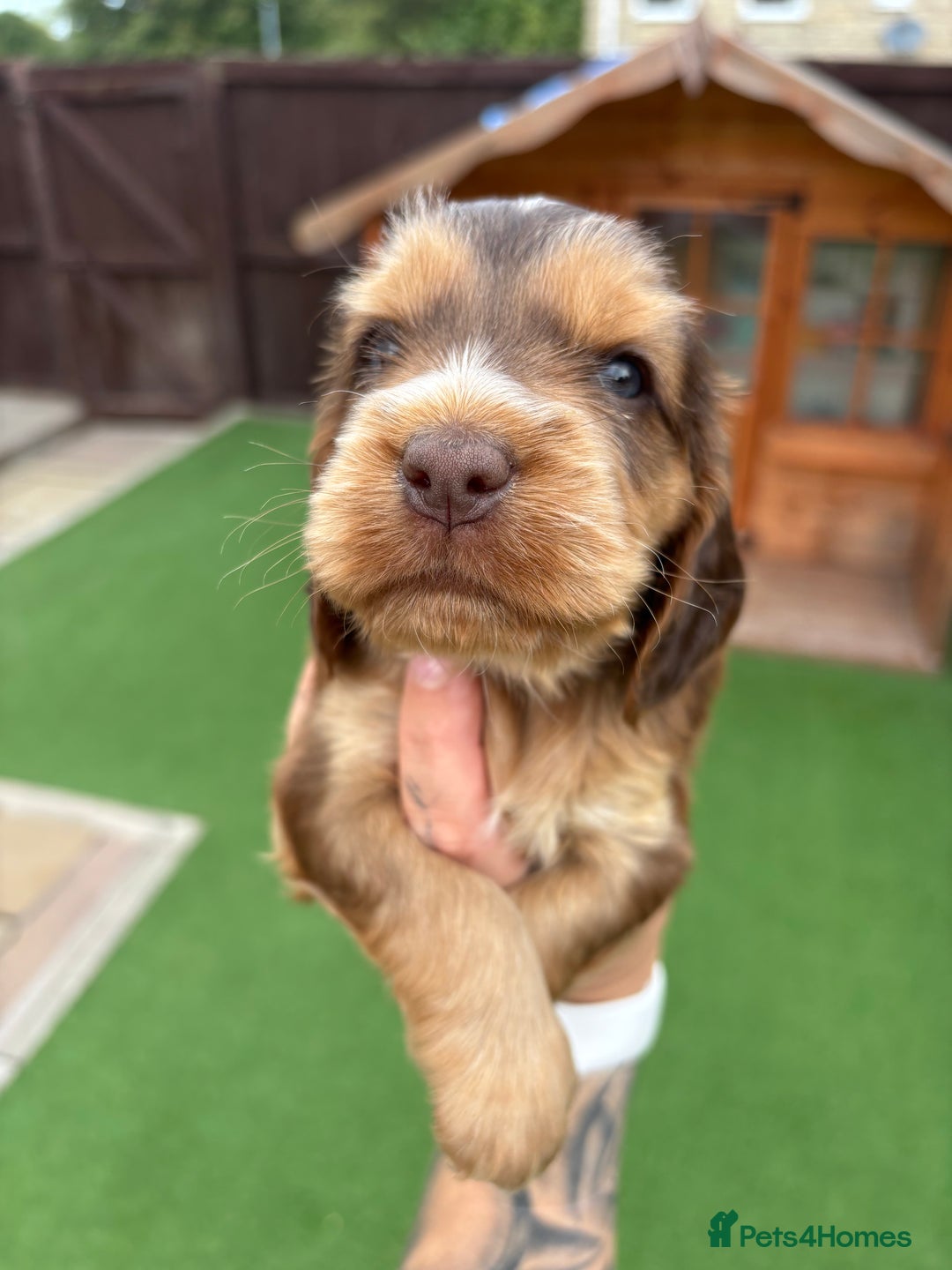 Cocker Spaniel dogs for sale: KC REGISTERED SHOW-TYPE COCKERS - Image 9
