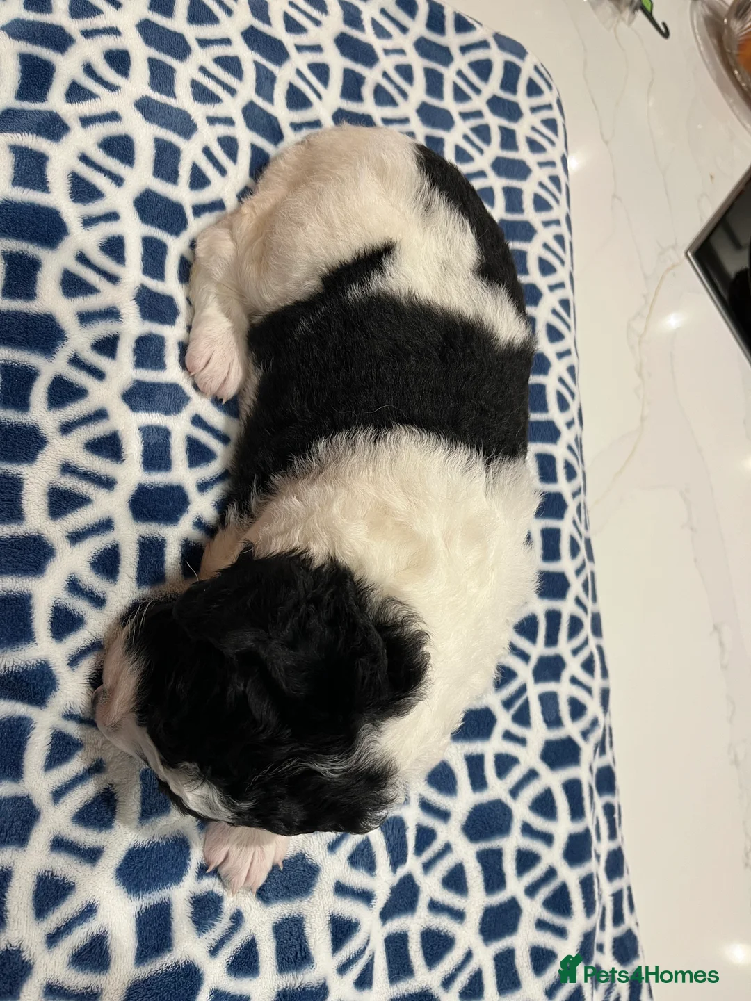 Bernedoodle dogs for sale: Beautiful Bernedoodle Pups - Advert 8