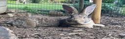 Continental Giant rabbits for sale: 🐰 GORGEOUS 14-MONTH-OLD CONTINENTAL GIANT BUCK - Advert 1