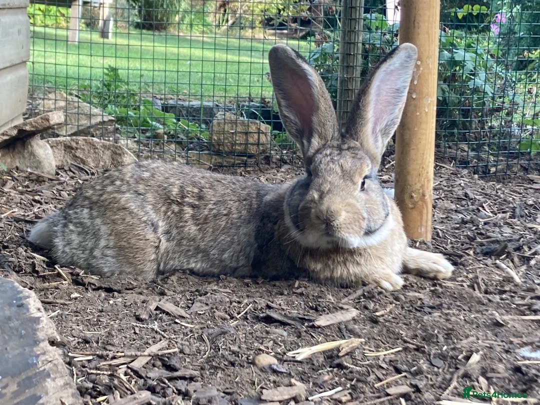 Continental Giant rabbits for sale: 🐰 GORGEOUS 14-MONTH-OLD CONTINENTAL GIANT BUCK - Advert 1