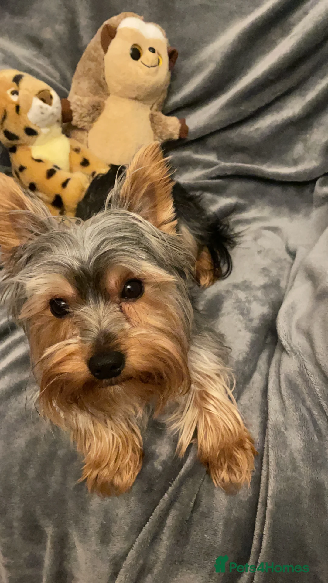 Yorkshire Terrier dogs for stud: CUTEST TINY BOY FOR STUD in Dudley - Advert 7