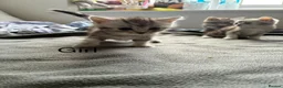 American Shorthair cats for sale:  Little treasures with big hearts  - Advert 4