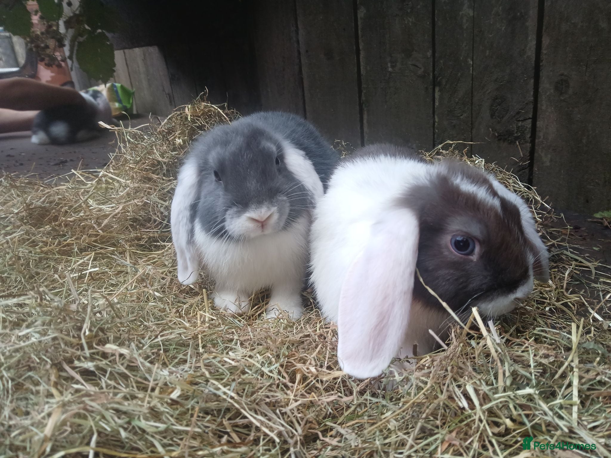 Mini Lop rabbits Mini lop bunnies all boys - Advert 8