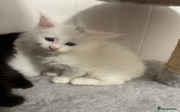 Maine Coon cats for sale: 2 Mainecoon pedigree kitten - Image 19