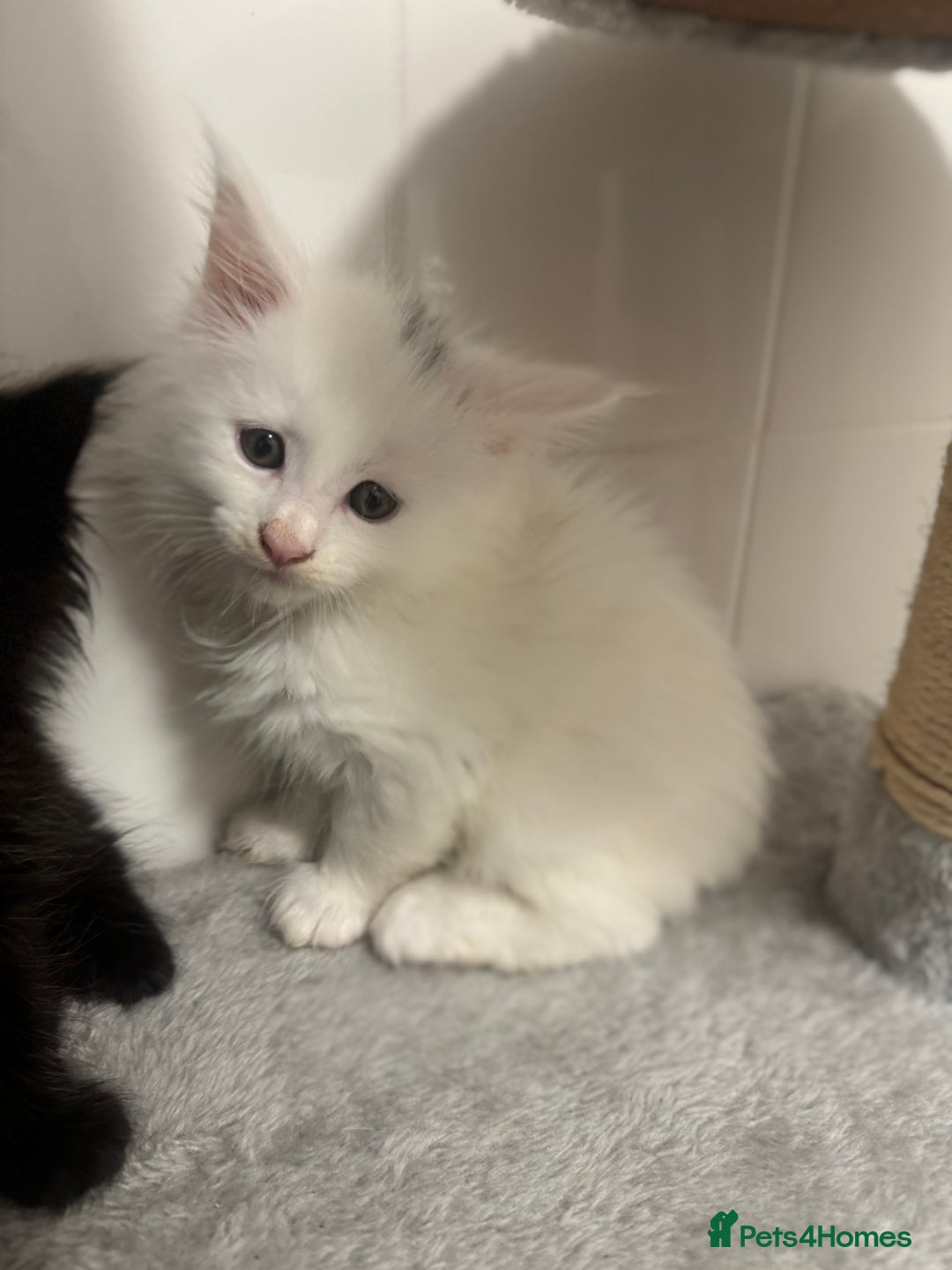Maine Coon cats for sale: 2 Mainecoon pedigree kitten - Image 19