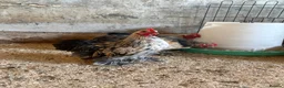 Chickens poultry for sale: 4 x Pekin bantam cockerels  in Ashbourne - Advert 2