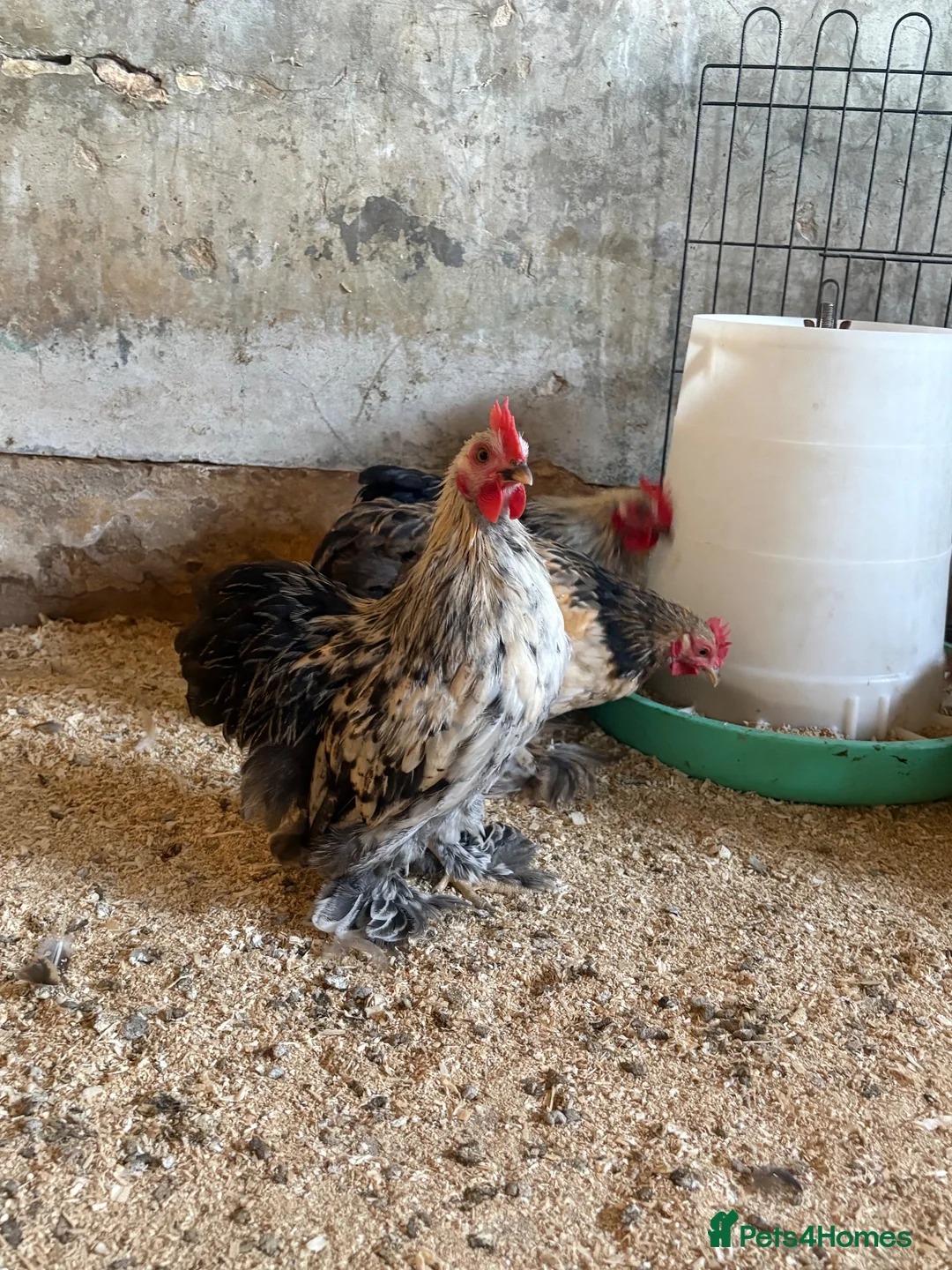 Chickens poultry for sale: 4 x Pekin bantam cockerels  in Ashbourne - Advert 2