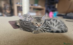 Bengal cats for sale: Bengal kittens. Absolutely beautiful!  - Image 7