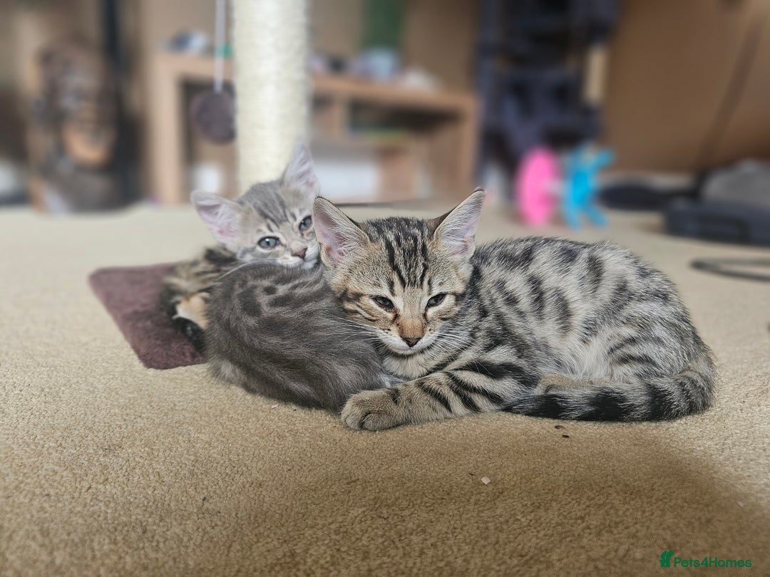 Bengal cats for sale: Bengal kittens. Absolutely beautiful!  - Image 7