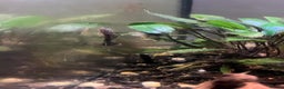 Catfish fish for sale: Bristlenose catfish (Ancistrus sp.) - Advert 6