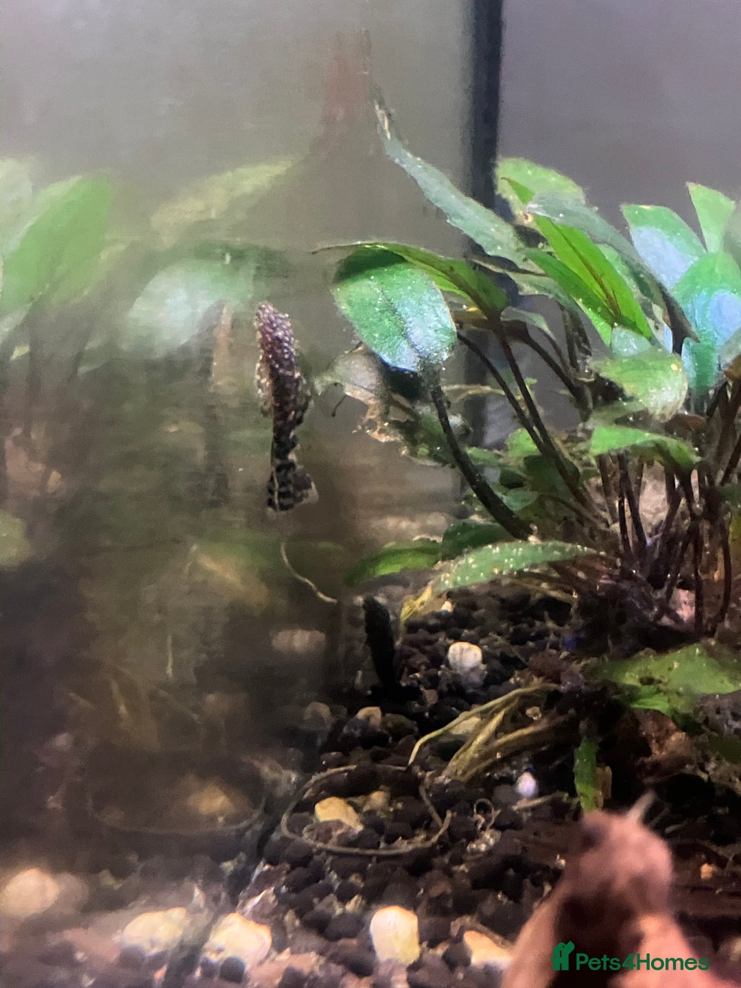 Catfish fish for sale: Bristlenose catfish (Ancistrus sp.) - Advert 6