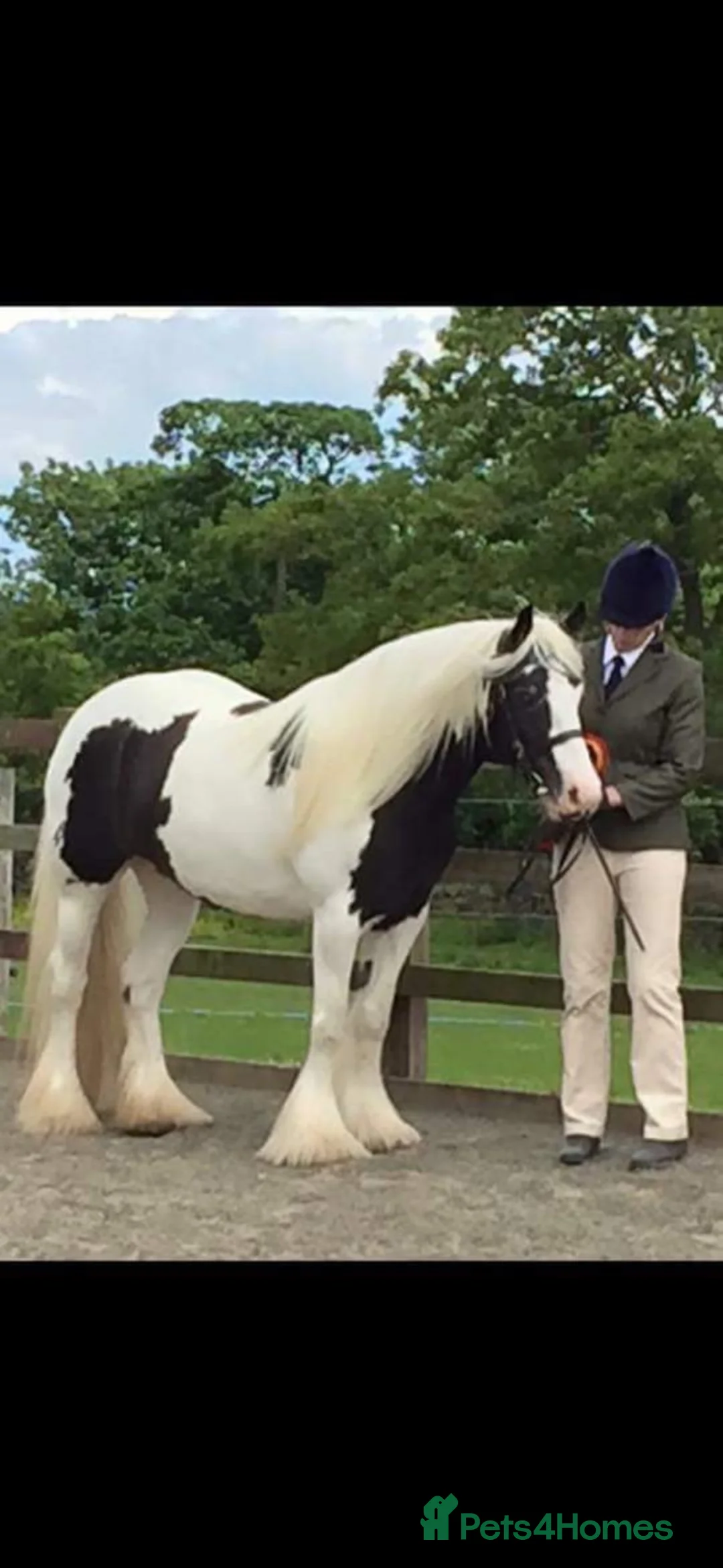 Irish Cob horses for sale: Highfield tatiana in Brough - Advert 2