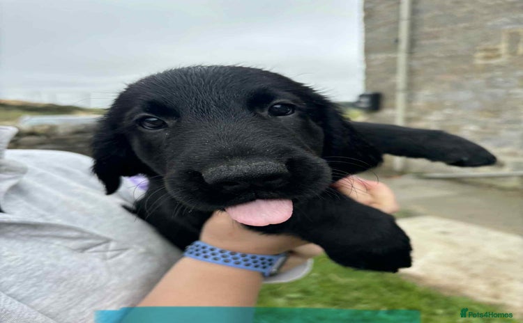 Flat coated Retriever dogs in Morpeth - Advert 1