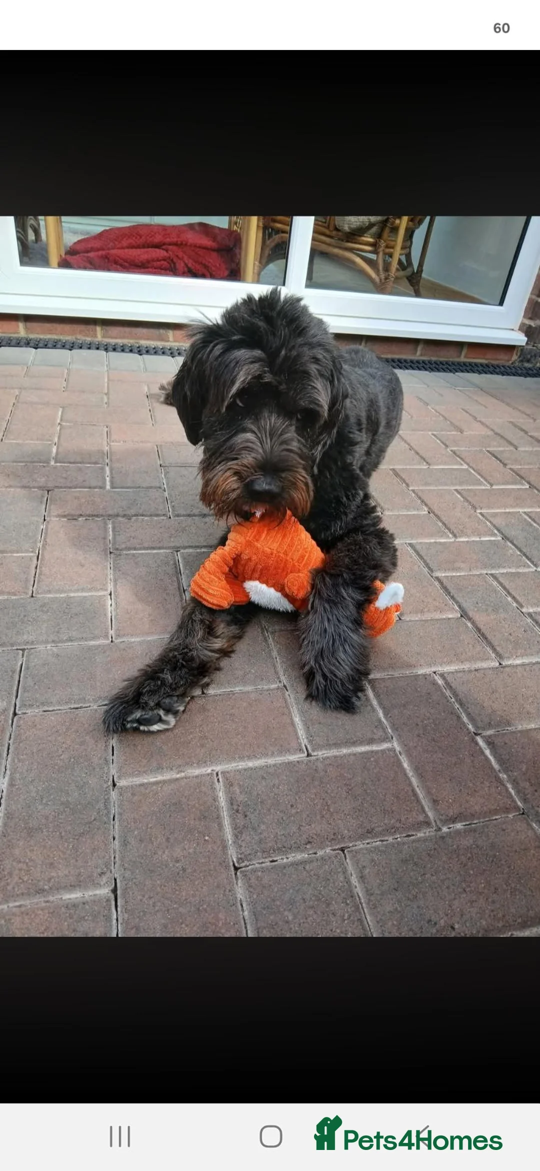 Mixed Breed dogs for sale: Beautiful 2 yrs girl rescued from kill shelter  in Hebburn - Advert 2