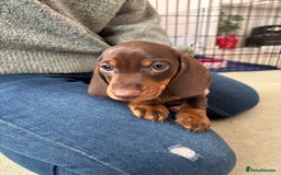 Miniature Dachshund dogs for sale: Reggie and Walter  - Advert 2