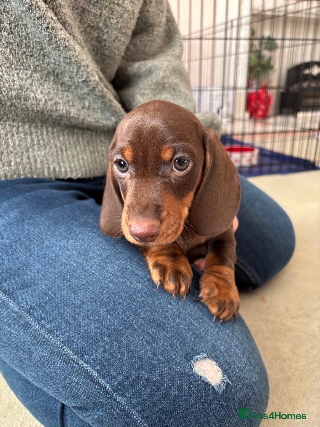 Miniature Dachshund dogs for sale: Reggie and Walter  - Advert 2